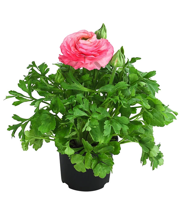 Beet- & Balkonpflanzen-Set Traum In Rosa, 6-teilig 2 Beet- & Balkonpflanzen-Set Traum In Rosa, 6-teilig – Bild 2