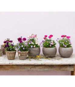 Beet- & Balkonpflanzen-Set Rosa Frühling, 6-teilig -Deutschland Genussgarten Verkaufs-Shop 8817355 WE MO 001 FruejahrTrioMixies 1