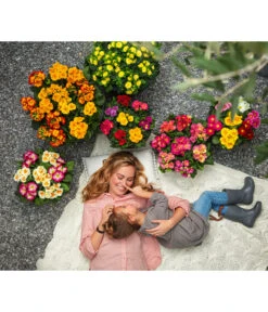 Stängelprimel, Schale 9 Stängelprimel, Schale -Deutschland Genussgarten Verkaufs-Shop 8817397 8261463 WE MO 001 PrimelnPrimulaSchale