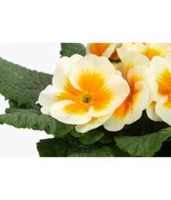 Primel In Sonderfarben, Verschiedene Sorten -Deutschland Genussgarten Verkaufs-Shop 8817439 WE DE 001 PrimulaSonderfarbenGelbT12