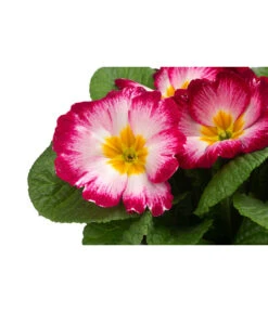 Primel In Sonderfarben, Verschiedene Sorten -Deutschland Genussgarten Verkaufs-Shop 8817439 WE DE 002 PrimulaSonderfarbenPinkT12
