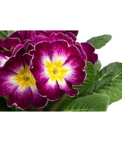 Primel In Sonderfarben, Verschiedene Sorten -Deutschland Genussgarten Verkaufs-Shop 8817439 WE DE 003 PrimulaSonderfarbenLilaT12