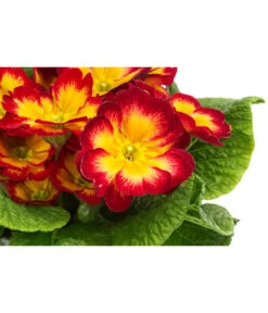 Primel In Sonderfarben, Verschiedene Sorten -Deutschland Genussgarten Verkaufs-Shop 8817439 WE DE 004 PrimulaSonderfarbenRotT12