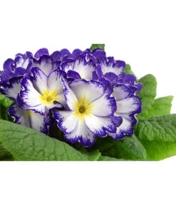 Primel In Sonderfarben, Verschiedene Sorten -Deutschland Genussgarten Verkaufs-Shop 8817439 WE DE 005 PrimulaSonderfarbenBlauT12