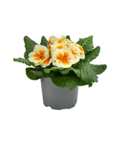 Deutschland Genussgarten Verkaufs-Shop 25 Primel In Sonderfarben, Verschiedene Sorten