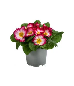 Deutschland Genussgarten Verkaufs-Shop -Deutschland Genussgarten Verkaufs-Shop 8817439 WE FS 002 PrimulaSonderfarbenPinkT12