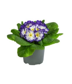 Primel In Sonderfarben, Verschiedene Sorten -Deutschland Genussgarten Verkaufs-Shop 8817439 WE FS 005 PrimulaSonderfarbenBlauT12