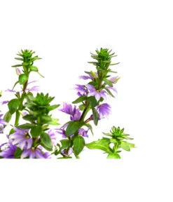 Fächerblume -Deutschland Genussgarten Verkaufs-Shop 8817777 WE DE 001 FaecherblumeT12