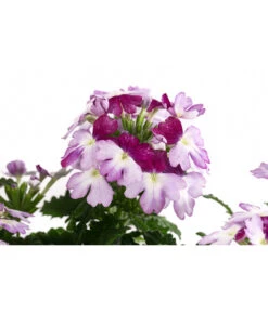 Eisenkraut 'Knutschfleck', Verschiedene Sorten -Deutschland Genussgarten Verkaufs-Shop 8818445 WE DE 001 VerbeneKnutschfleckT12