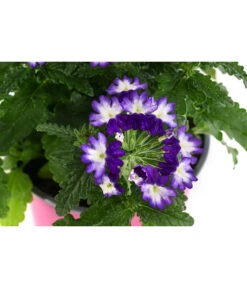 Eisenkraut 'Knutschfleck', Verschiedene Sorten -Deutschland Genussgarten Verkaufs-Shop 8818445 WE DE 002 VerbeneKnutschfleckT12