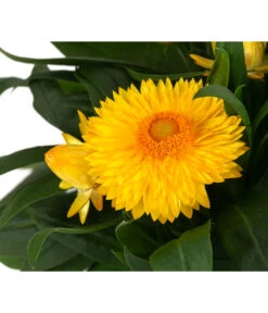 XXL Strohblume 7 XXL Strohblume -Deutschland Genussgarten Verkaufs-Shop 8819765 WE DE 002 Strohblume