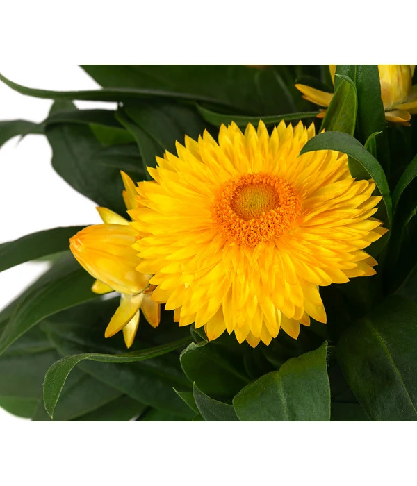 XXL Strohblume 4 XXL Strohblume – Bild 4