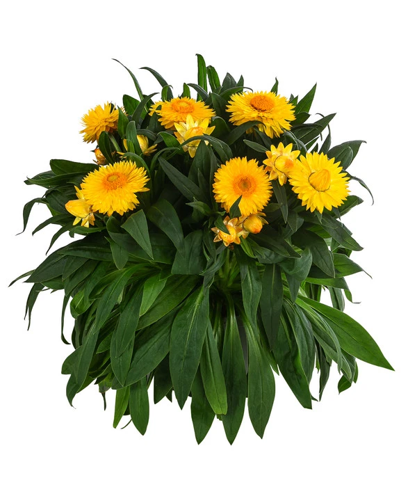 XXL Strohblume 1 XXL Strohblume