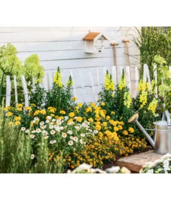 XXL Strohblume 6 XXL Strohblume -Deutschland Genussgarten Verkaufs-Shop 8819765 WE MO 004 StrohblumeT12