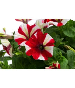 Petunie Im Pottburri®-Topf, Verschiedene Sorten -Deutschland Genussgarten Verkaufs-Shop 8820789 WE DE 001 PetunieT13