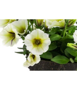 Petunie Im Pottburri®-Topf, Verschiedene Sorten -Deutschland Genussgarten Verkaufs-Shop 8820789 WE DE 002 PetunieT13