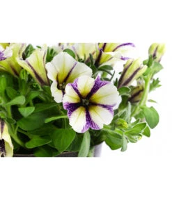 Petunie Im Pottburri®-Topf, Verschiedene Sorten -Deutschland Genussgarten Verkaufs-Shop 8820789 WE DE 003 PetunieT13