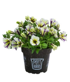 Petunie Im Pottburri®-Topf, Verschiedene Sorten -Deutschland Genussgarten Verkaufs-Shop 8820789 WE FS 003 PetunieT13