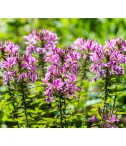 Spinnenpflanze -Deutschland Genussgarten Verkaufs-Shop 8821548 PR DE 001 CleomeSpinnenpflanzeBGALucknerMai2017