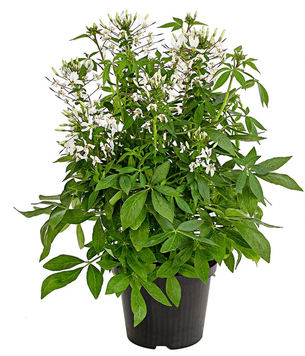 Spinnenpflanze 'Weiß' 1 Spinnenpflanze 'Weiß'