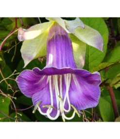 Glockenrebe -Deutschland Genussgarten Verkaufs-Shop 8821969 DE 001 CobaeaScandensPixabay