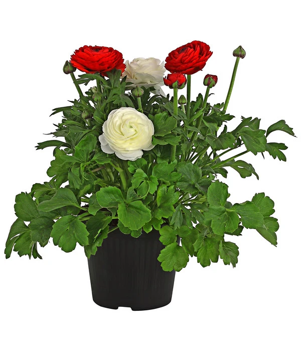 Ranunkel-Duo 1 Ranunkel-Duo