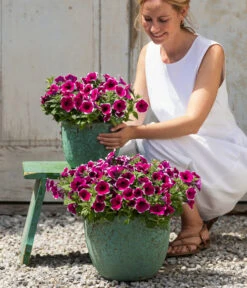 Hängepetunie 'Picotee' -Deutschland Genussgarten Verkaufs-Shop 8824021 4273900 4273918 4273934 WE MO 001 HaengepetuniePicoteeT12 CrossSellTeaser