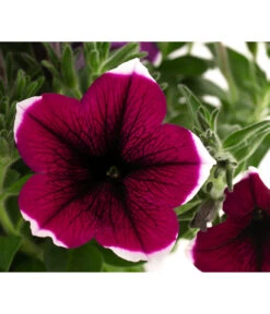 Hängepetunie 'Picotee' -Deutschland Genussgarten Verkaufs-Shop 8824021 WE DE 003 HaengepetuniePICOTEET12