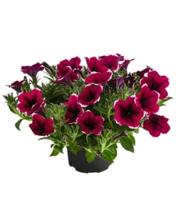 Hängepetunie 'Picotee'