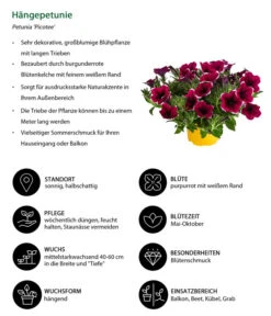 Hängepetunie 'Picotee' -Deutschland Genussgarten Verkaufs-Shop 8824021 WE IG 001 Haengepetunie