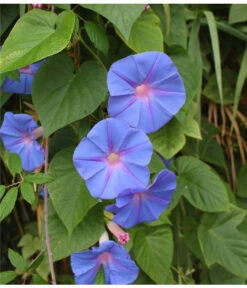 Prunkwinde -Deutschland Genussgarten Verkaufs-Shop 8824674 WE DE 001 IpomoeaTricolorSirsch