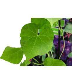 Prunkwinde -Deutschland Genussgarten Verkaufs-Shop 8824674 WE DE 001 PrunkwindeIpomoeaTricolorT13