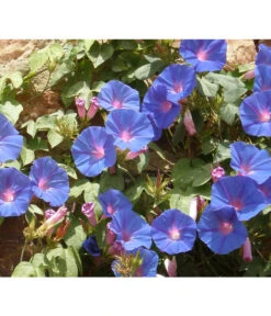 Prunkwinde -Deutschland Genussgarten Verkaufs-Shop 8824674 WE MO 001 IpomoeaTricolorPixabay