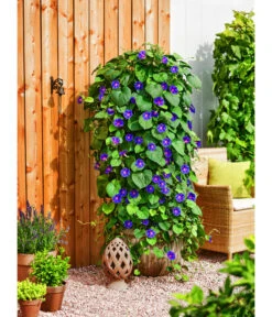 Prunkwinde -Deutschland Genussgarten Verkaufs-Shop 8824674 WE MO 001 PrunkwindeIpomeaTricolorT13