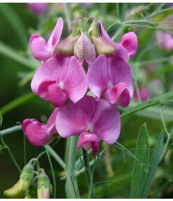 Duftwicke -Deutschland Genussgarten Verkaufs-Shop 8824914 WE DE 001 LathyrusOdoratusRosaPixabay