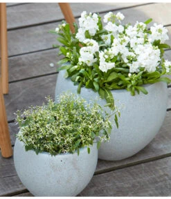 Levkoje, Verschiedene Sorten -Deutschland Genussgarten Verkaufs-Shop 8826083 8823155 PR MO 001 LevkojeMatthiolaEuphorbiaDiamondFrostZauberschneeOlafSzcepaniak