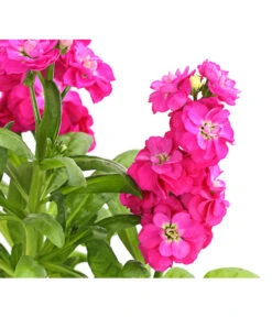 Levkoje, Verschiedene Sorten -Deutschland Genussgarten Verkaufs-Shop 8826083 WE DE 001 MatthiolaLevkojeDehnerExpressHerzig