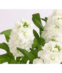 Levkoje, Verschiedene Sorten -Deutschland Genussgarten Verkaufs-Shop 8826083 WE DE 002 MatthiolaLevkojeDehnerExpressHerzig