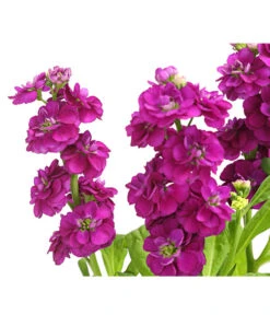 Levkoje, Verschiedene Sorten -Deutschland Genussgarten Verkaufs-Shop 8826083 WE DE 003 MatthiolaLevkojeDehnerExpressHerzig