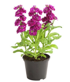 Levkoje, Verschiedene Sorten -Deutschland Genussgarten Verkaufs-Shop 8826083 WE FS 003 MatthiolaLevkojeDehnerExpressHerzig