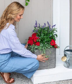 Silberregen -Deutschland Genussgarten Verkaufs-Shop 8826190 WE MO 001 SalivaT12 RotBlau