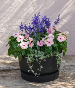 Silberregen -Deutschland Genussgarten Verkaufs-Shop 8826190 WE MO 002 SalviafrainaceaSalbeiT12