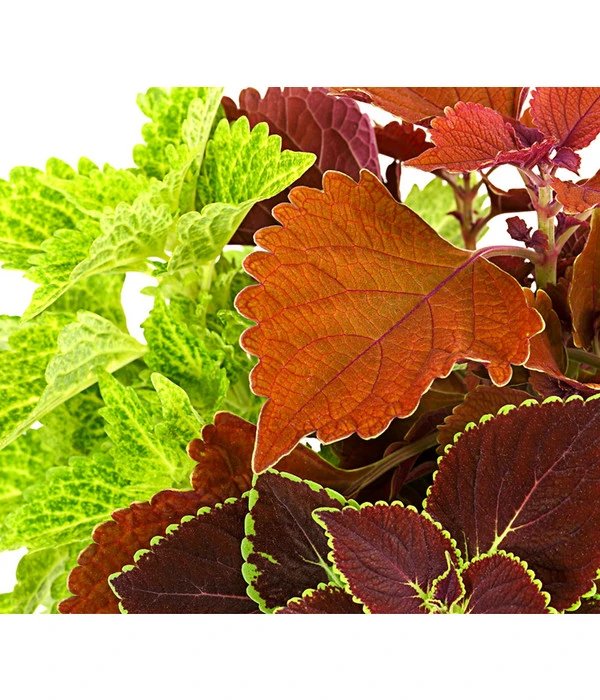 Buntnessel-Trio - Solenostemon Scutellarioides 2 Buntnessel-Trio - Solenostemon Scutellarioides – Bild 2