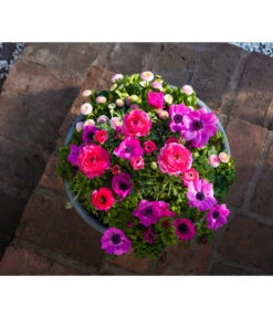 Beet- & Balkonpflanzen-Set Rosa Frühling, 6-teilig -Deutschland Genussgarten Verkaufs-Shop 8827982 WE MO 001 BBSetFruehjahrRosa