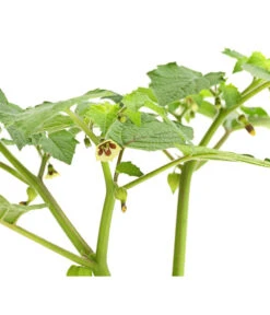 Dehner Ananaskirsche Physalis -Deutschland Genussgarten Verkaufs-Shop 8830069 WE DE 001 AnanaskirschePhysalisPhysalisPreciosaT12DehnerExpressHerzig