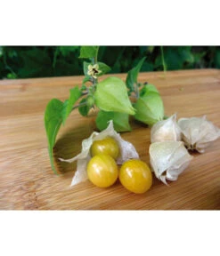Dehner Ananaskirsche Physalis -Deutschland Genussgarten Verkaufs-Shop 8830069 WE MO 001 AnanaskirschePhysalis