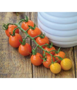 Zuckertomate, Orange