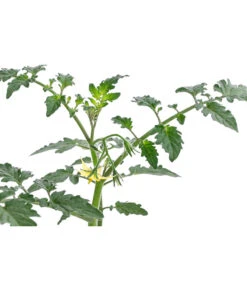 Zuckertomate, Orange 9 Zuckertomate, Orange -Deutschland Genussgarten Verkaufs-Shop 8830101 WE DE 003 ZuckertomateOrangeResistent