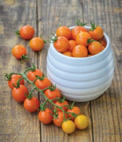 Zuckertomate, Orange 8 Zuckertomate, Orange -Deutschland Genussgarten Verkaufs-Shop 8830101 WE MO 002 Zuckertomate