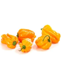 Chili 'Scotch Bonnet' -Deutschland Genussgarten Verkaufs-Shop 8830614 WE DE 001 ChiliScotchBonnet
